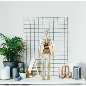 🔥Human Body Assembly Education Toy