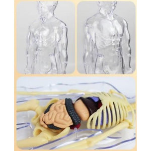 🔥Human Body Assembly Education Toy