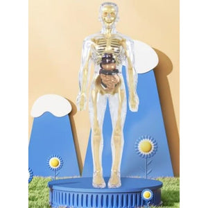 🔥Human Body Assembly Education Toy