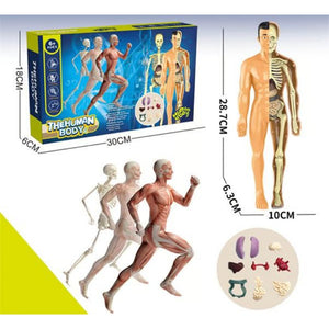 🔥Human Body Assembly Education Toy