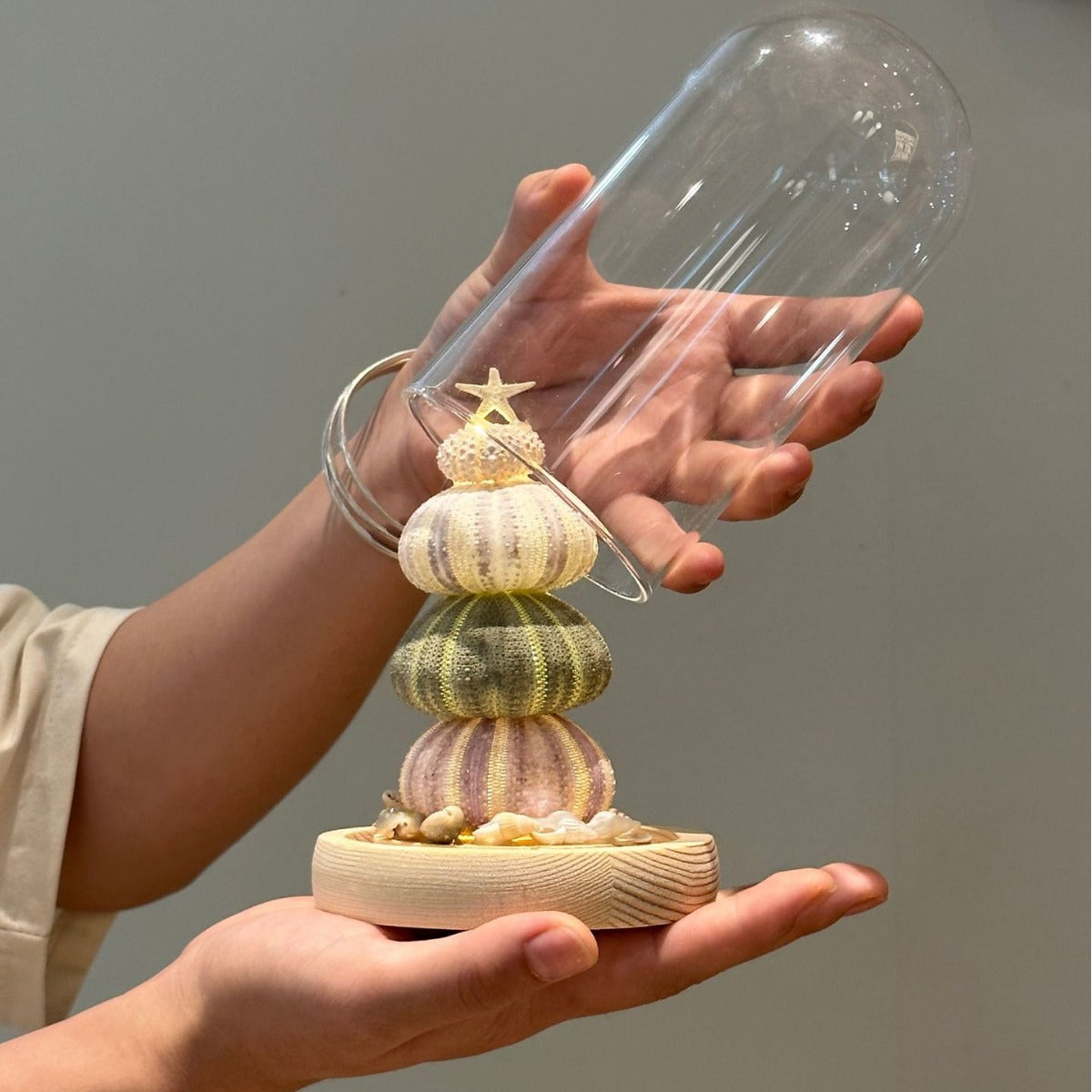 Natural Marine Specimen DIY-Light