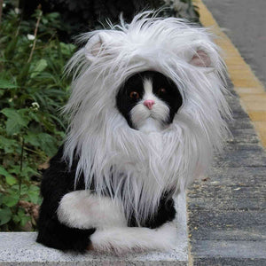 《LION KING CAT》CAT DRESS UP