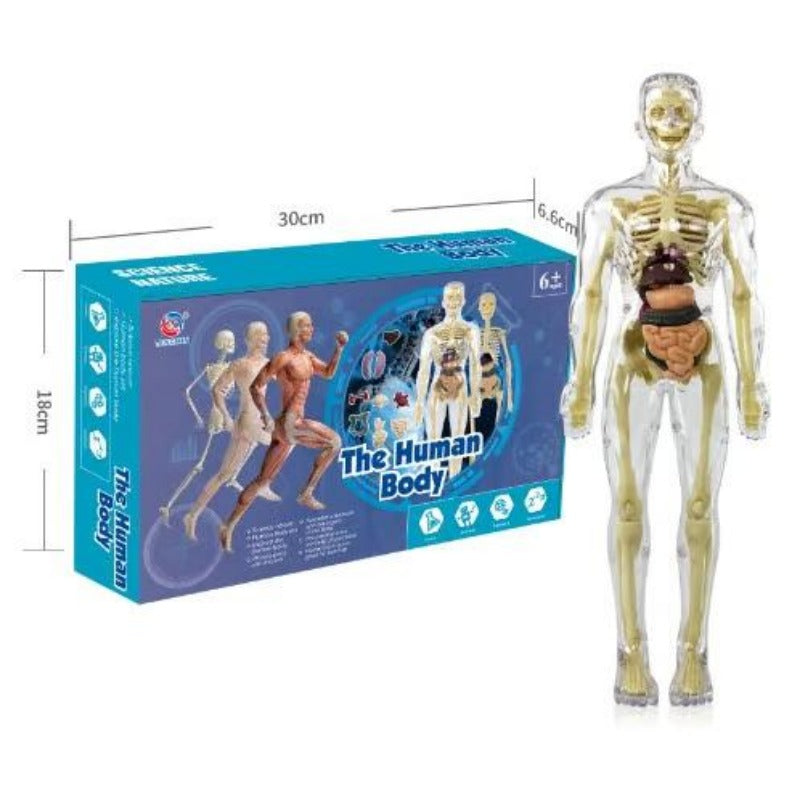 🔥Human Body Assembly Education Toy