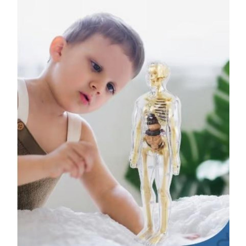 🔥Human Body Assembly Education Toy